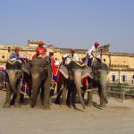india-jaipur-elephants