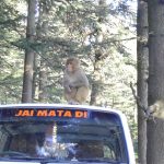 india-shimla-monkey-on-car