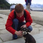 india-manali-street-dog