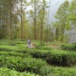 india-darjeeling-tea-plantation