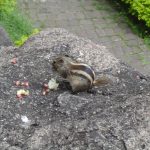 india-ajanta-caves-squirrel