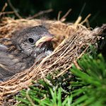 leaving-the-birds-nest