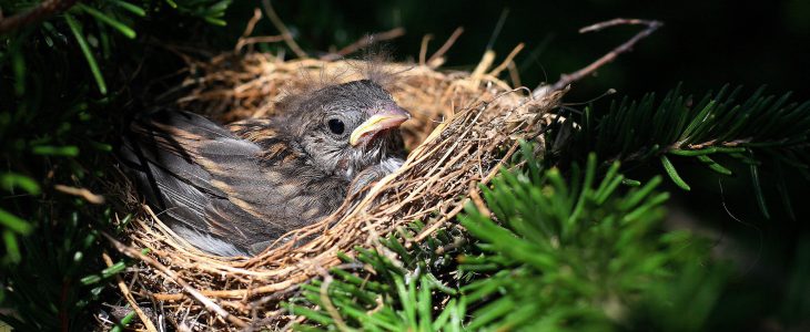 leaving-the-birds-nest