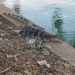 thailand-bangkok-monitor-lizard