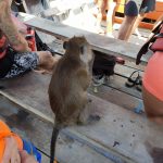 thailand-koh-lanta-monkey