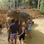 thailand-khao-sok-elephant-sanctuary