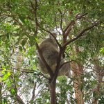 australia-sydney-wildlife-zoo