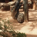 australia-sydney-wildlife-zoo