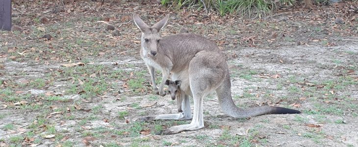 australia-east-coast-road-trip