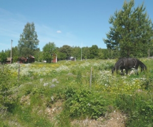 Sommarhage