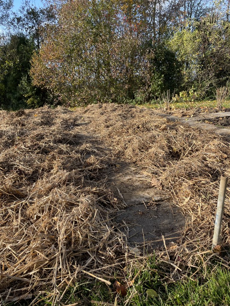 Etablering af gravefri køkkenhave: Halm på pap, der er algt direkte på græsset