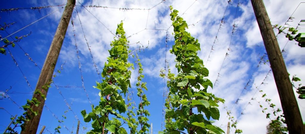 Uitstap OKRA Bredene naar Poperinge