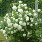 viburnum