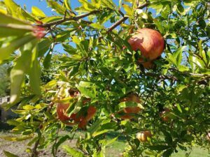 Abruzzo Italien