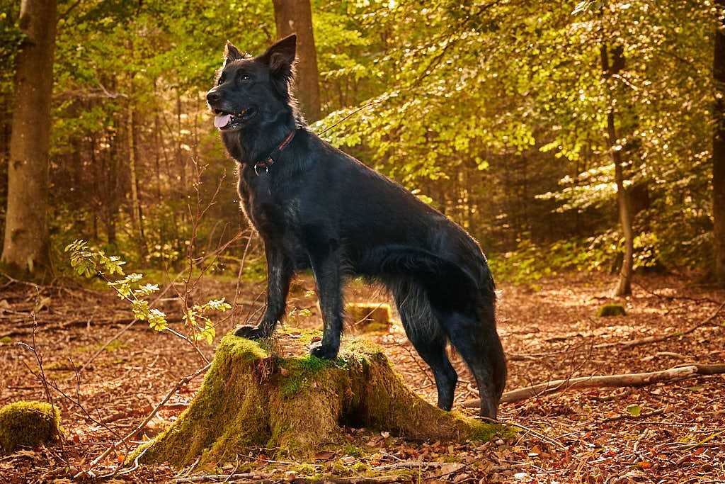 hundefoto hundefotograf fotografering af hunde