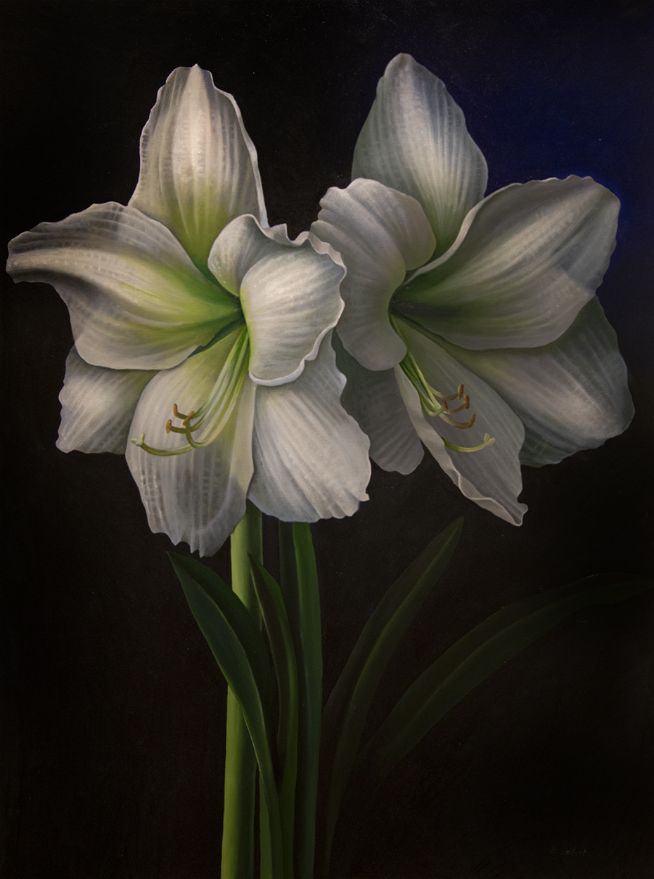 Amaryllis kl 5