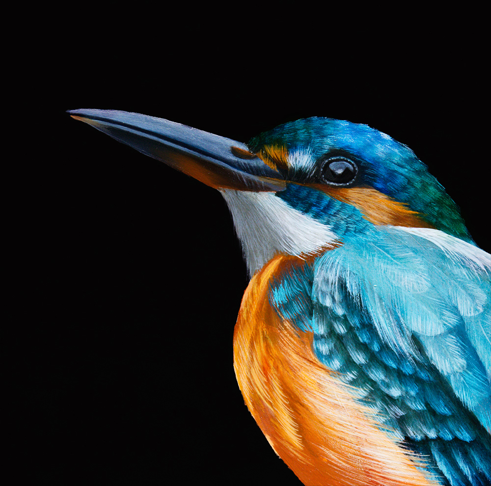 Kingfisher