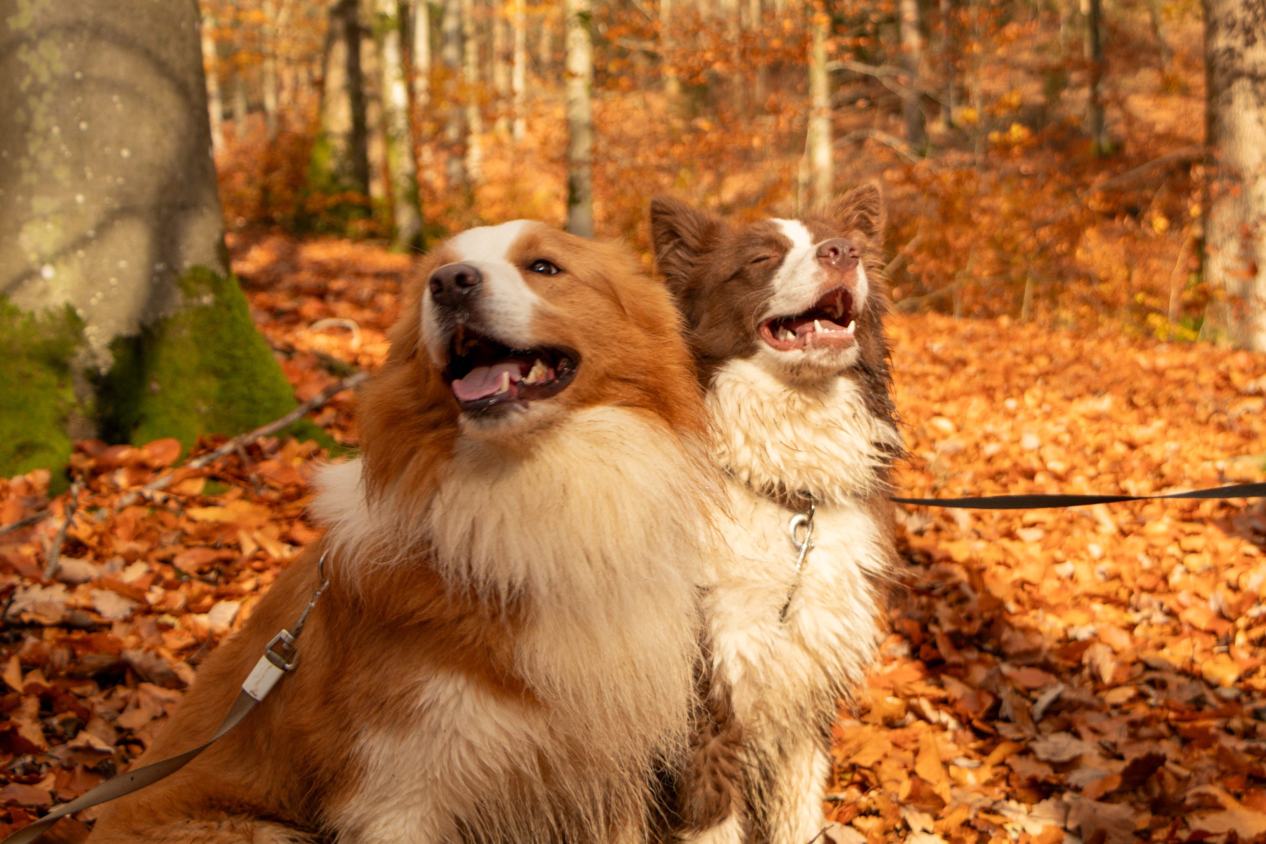 Honden