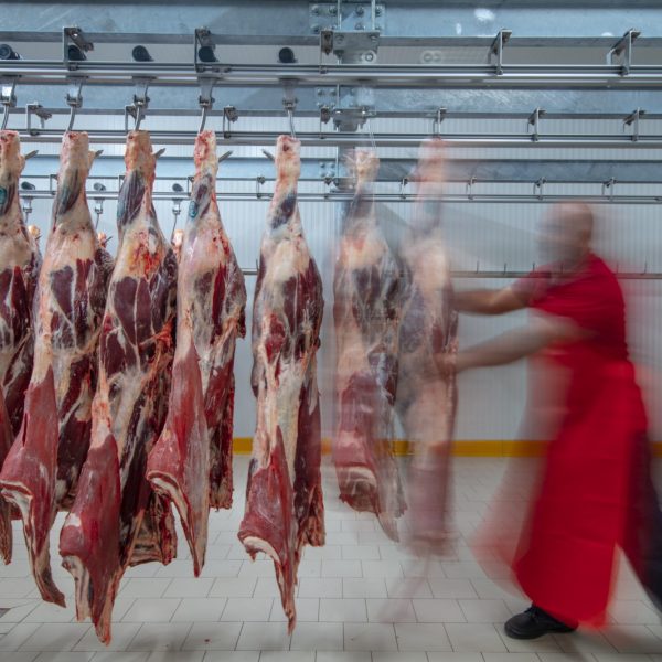 Slaughterhouse: Flewischer inspects freshly slaughtered cattle halves in the cold store of a butcher's shop.