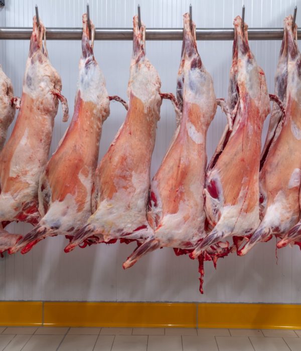 Refrigerated warehouse, hanging hooks of frozen lamb carcasses. Halal cut.