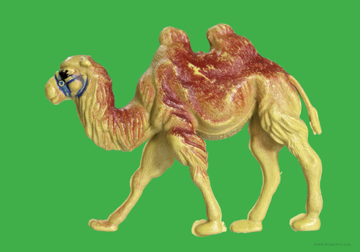 Plastic Fantastic: Camel