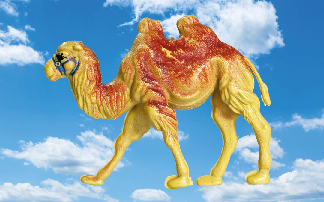 Animal Heaven: Camel