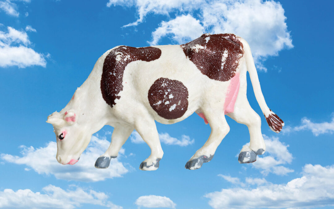 Animal Heaven: Cow
