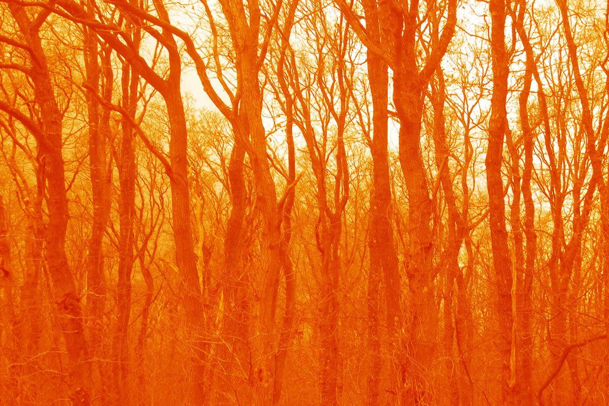Velvet-wood-#3(Orange)