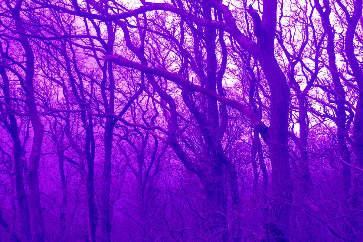 Velvet-wood-#4(Lila)