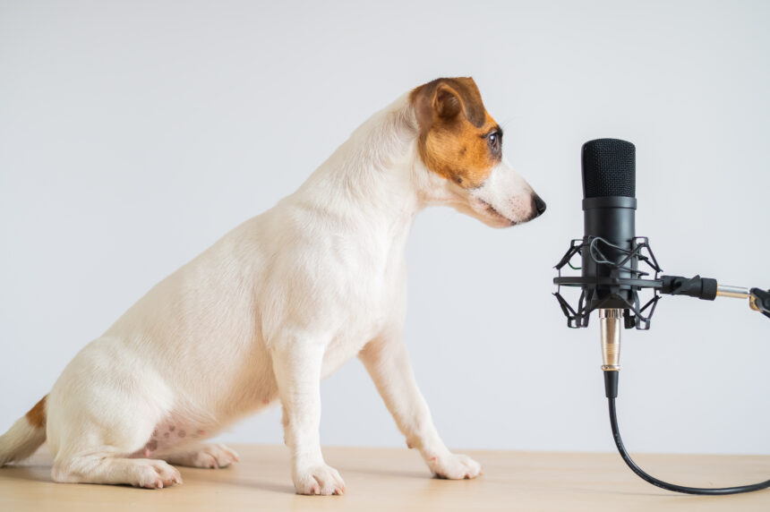 Svenska Brukshundklubben startar podcast