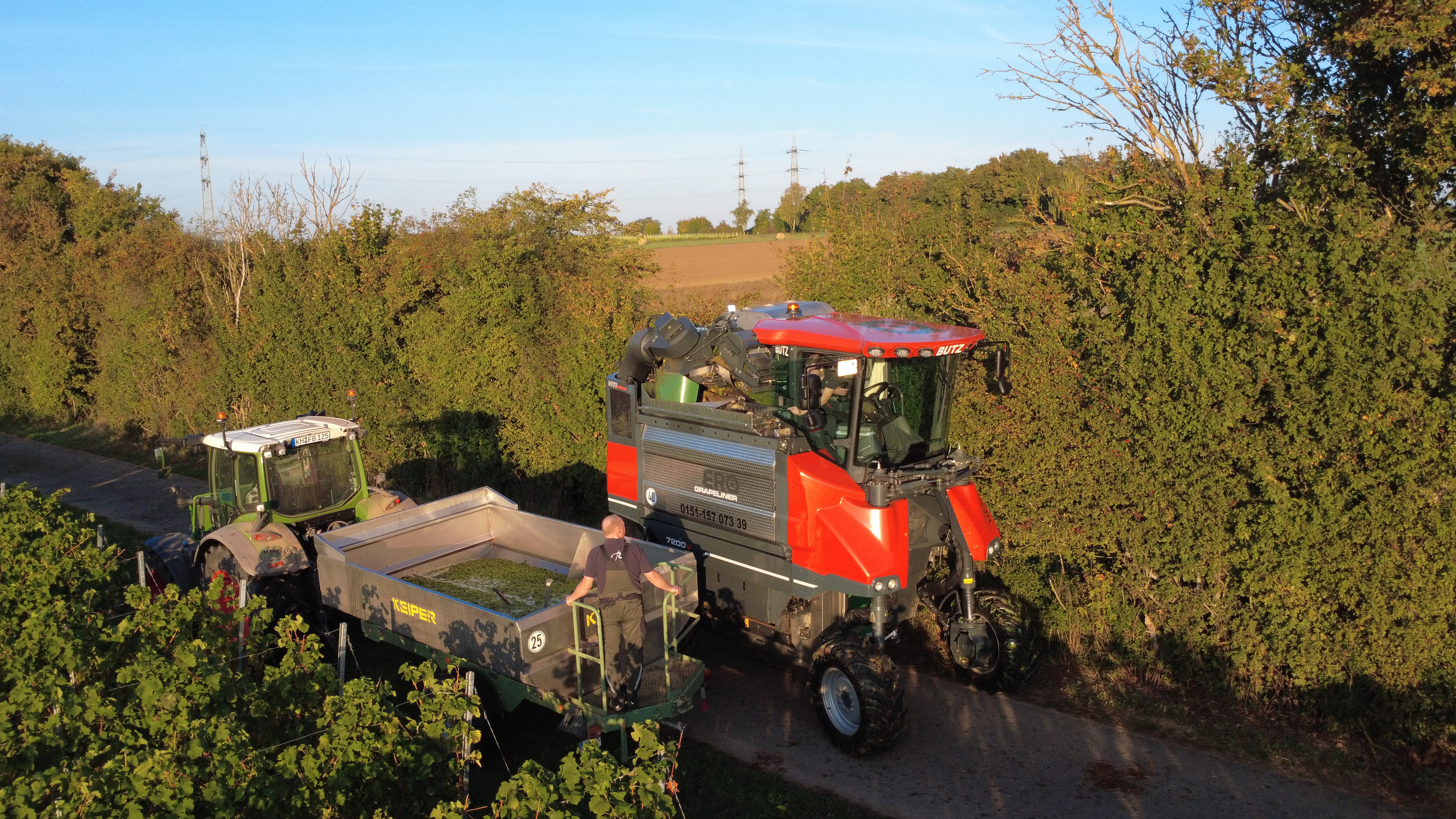 Eine ERO-Lesemaschine die die Trauben in einen Traubenwagen kippt