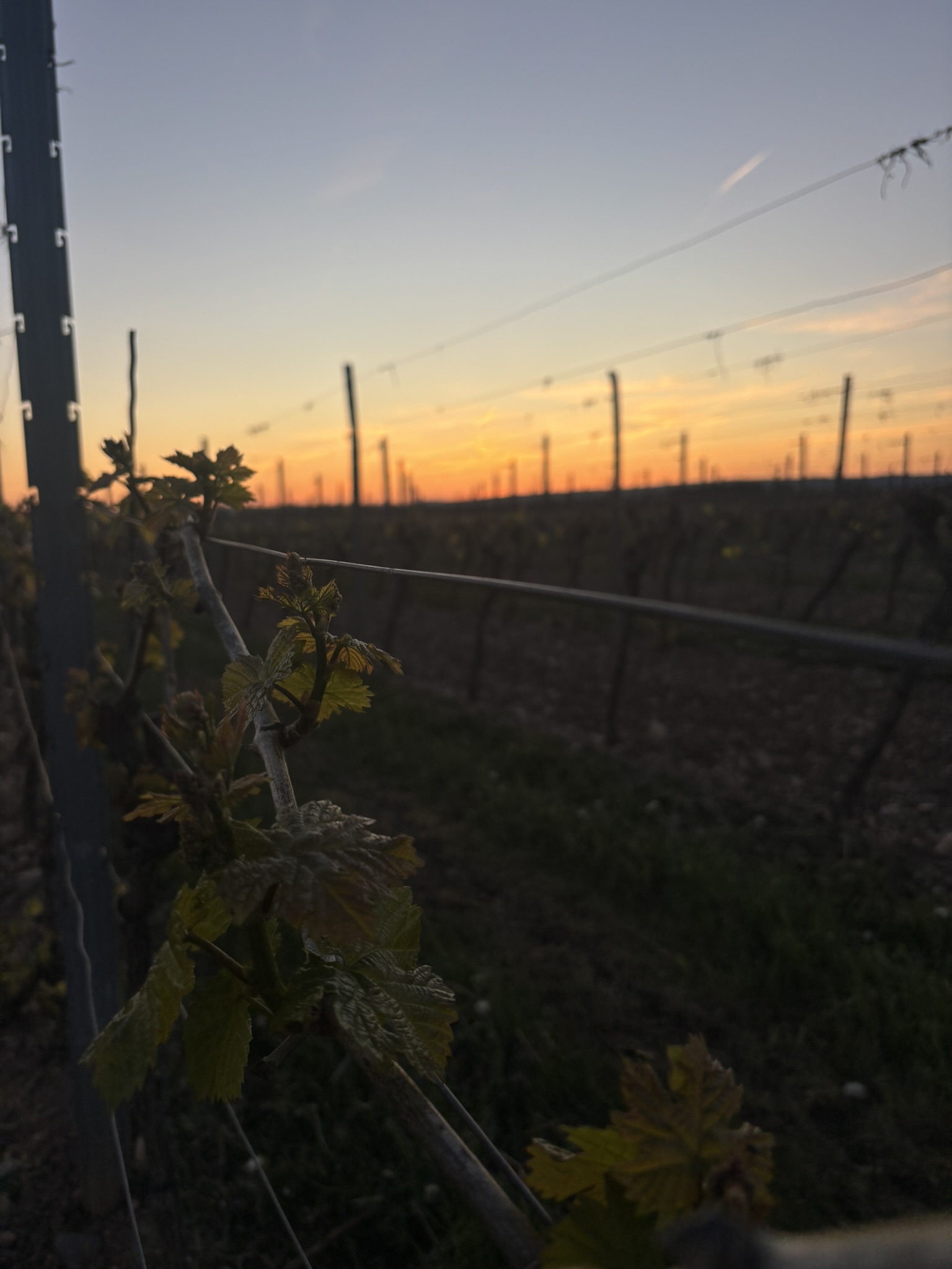 Weinreben im Weinberg bei Sonnenuntergang im Nahetal.