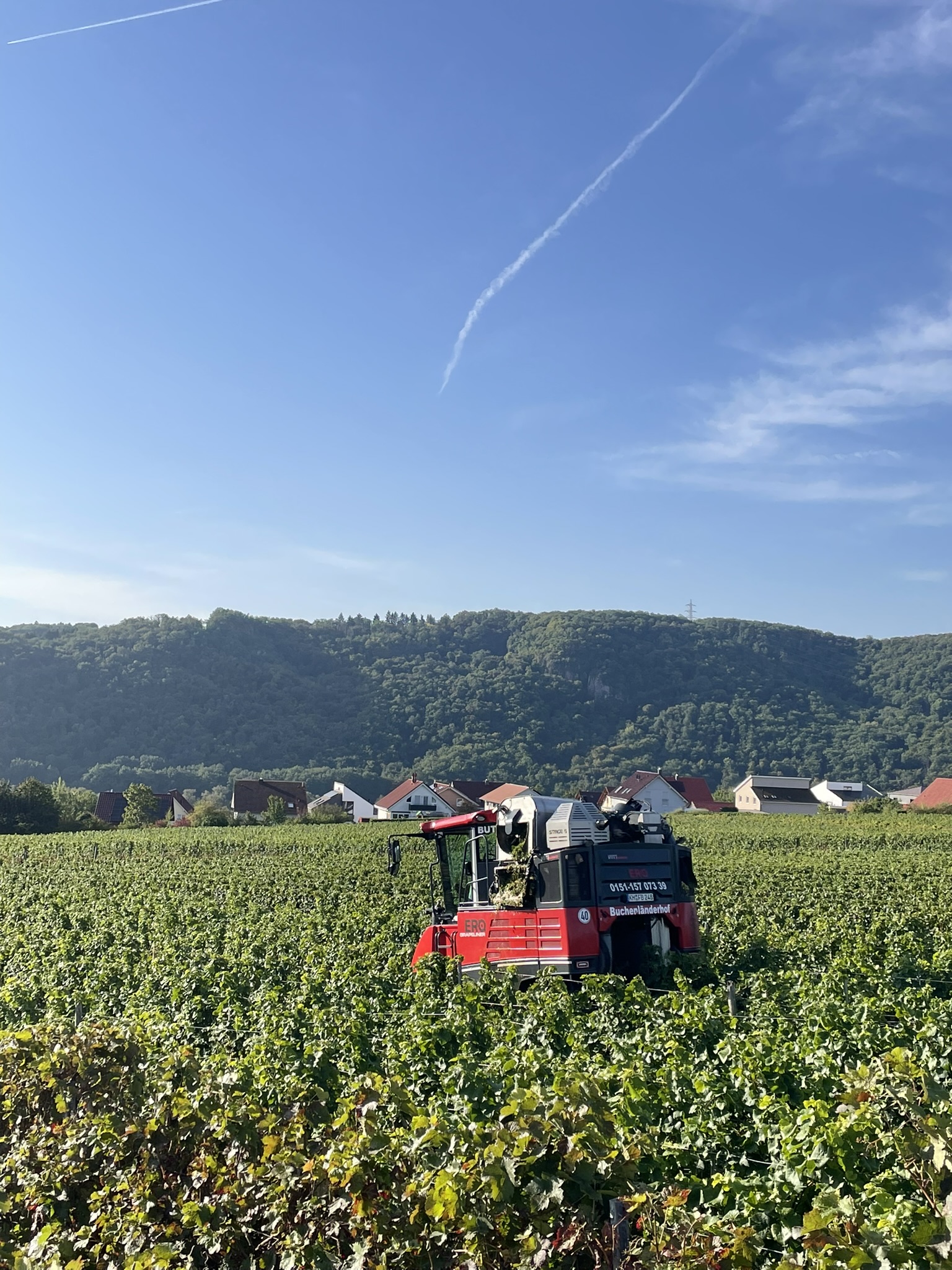 Lesemaschine fährt durch den Weinberg und erntet die Trauben vollautomatisch