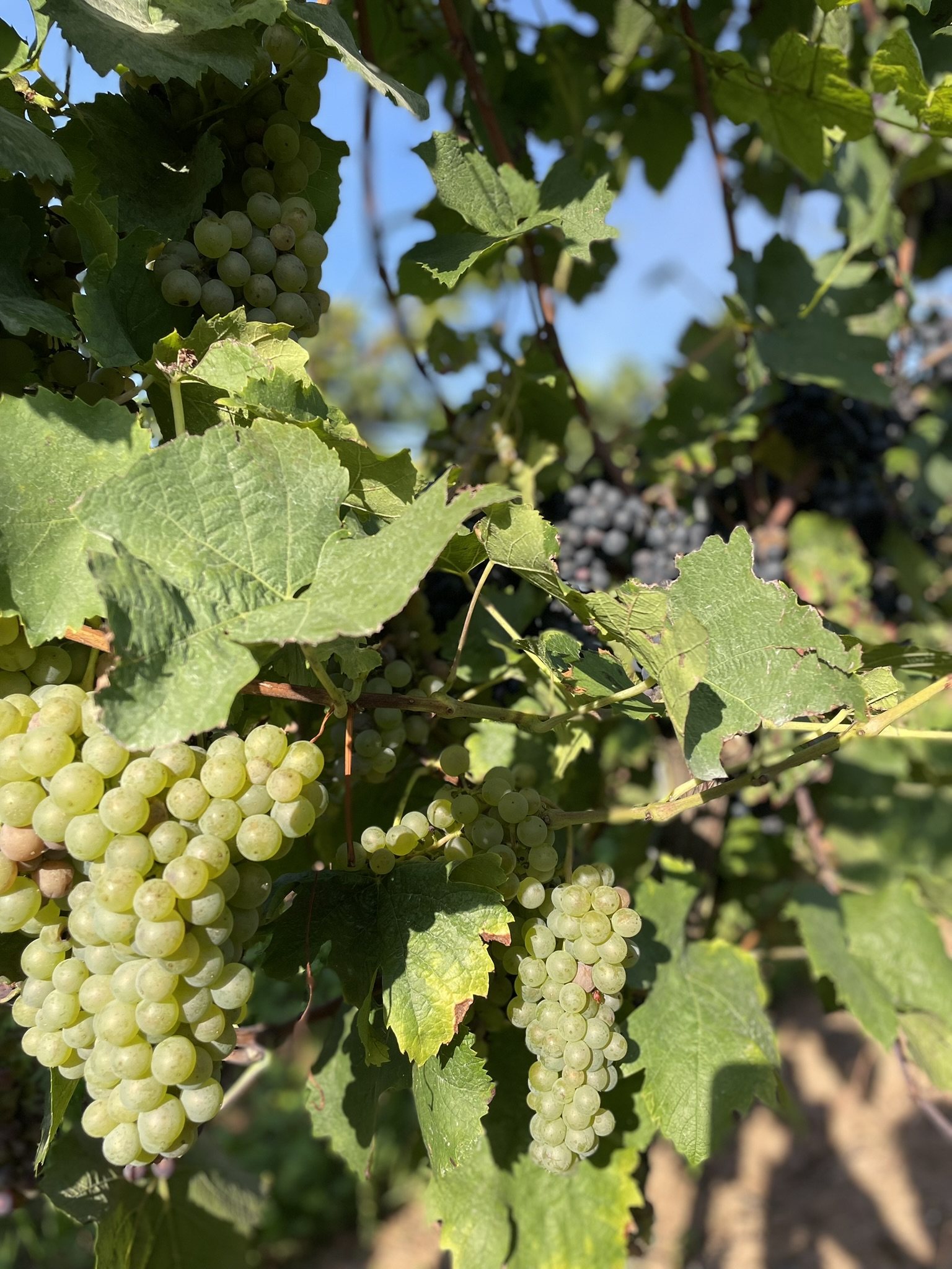 Reife Weintrauben hängen am Rebstock im Weinberg kurz vor der Ernte.