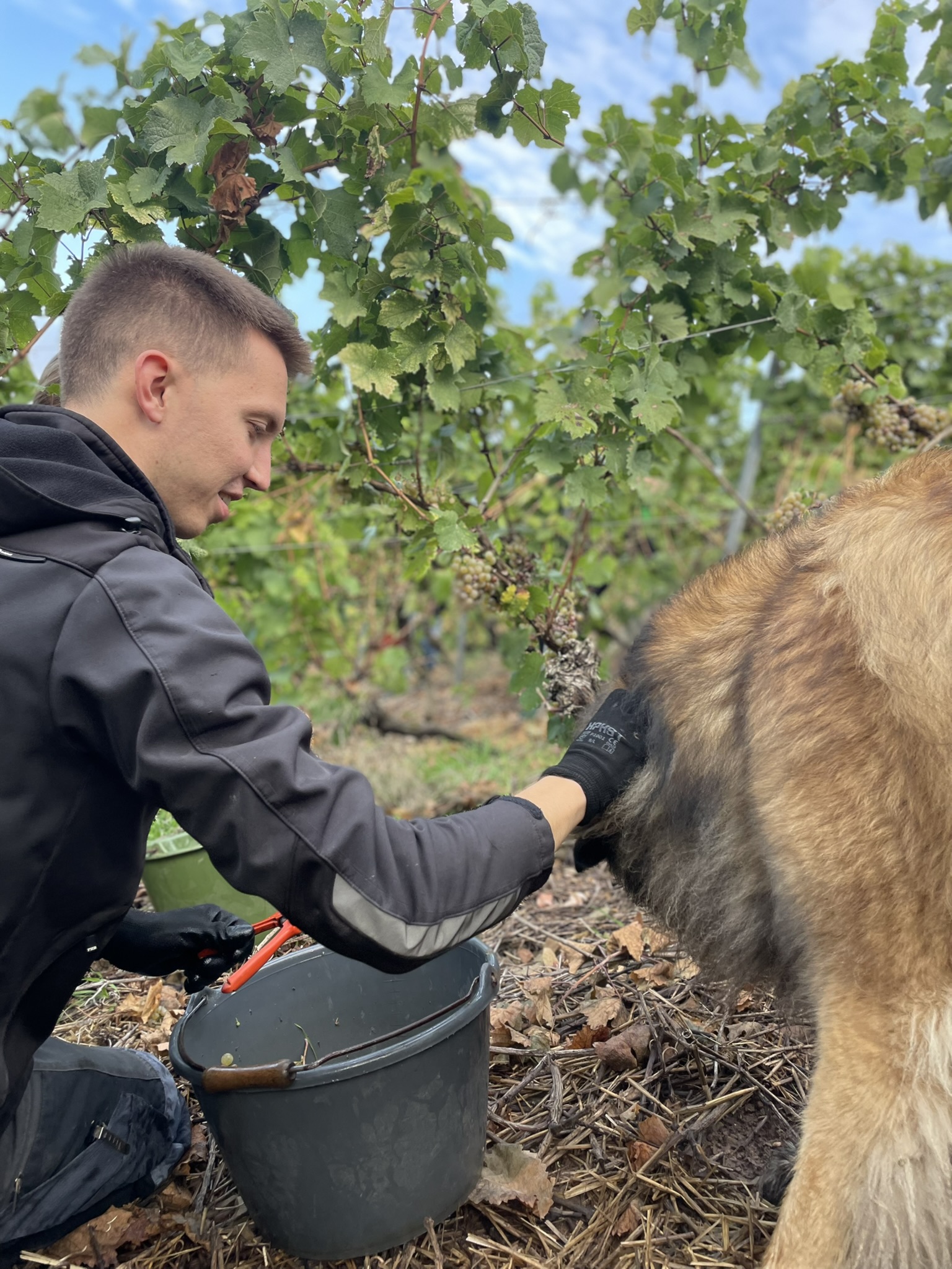 Trauben werden gelesen und der Hofhund ist mit dabei