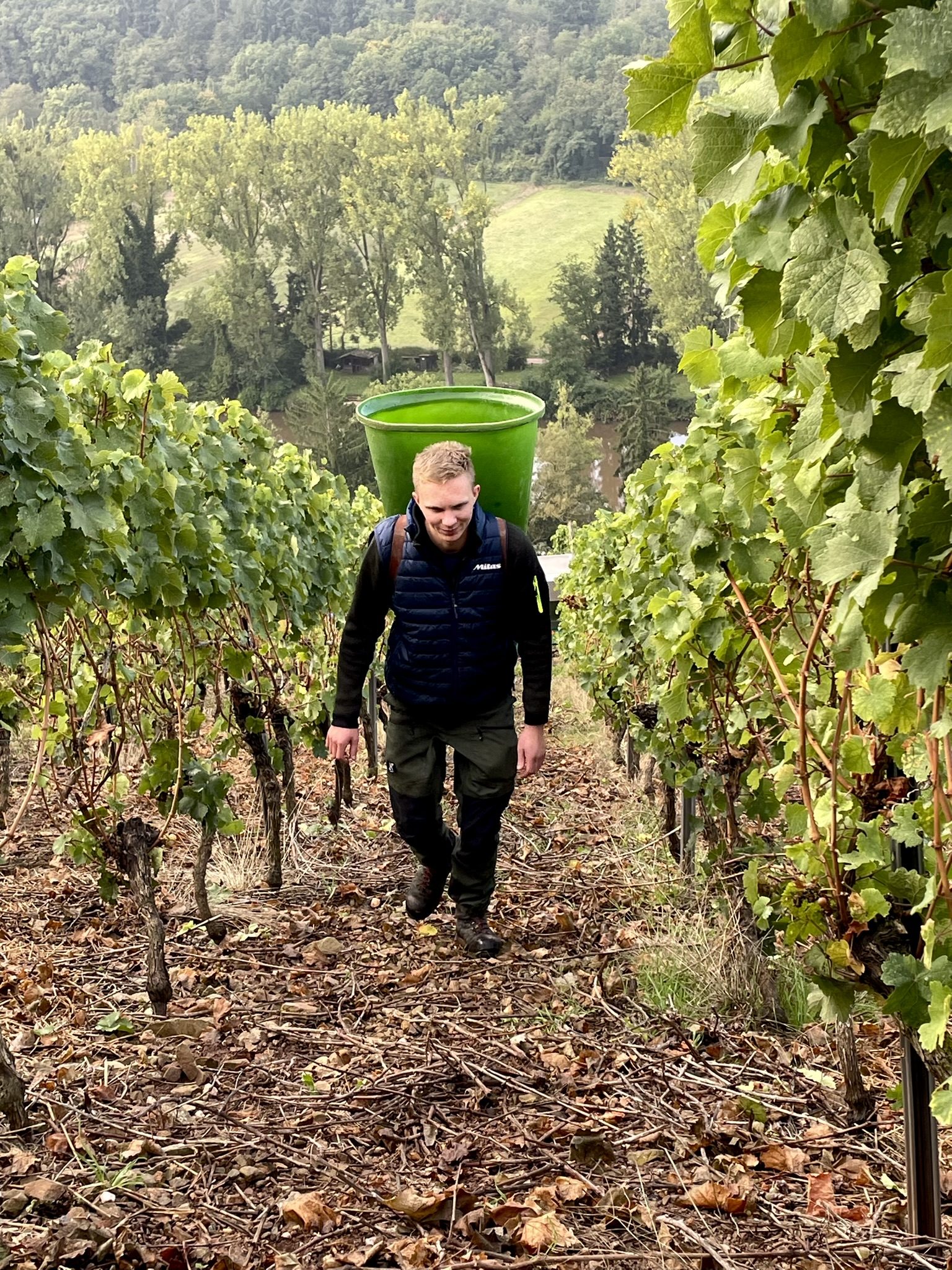 Legelträger trägt die Trauben im Steilhang nach oben
