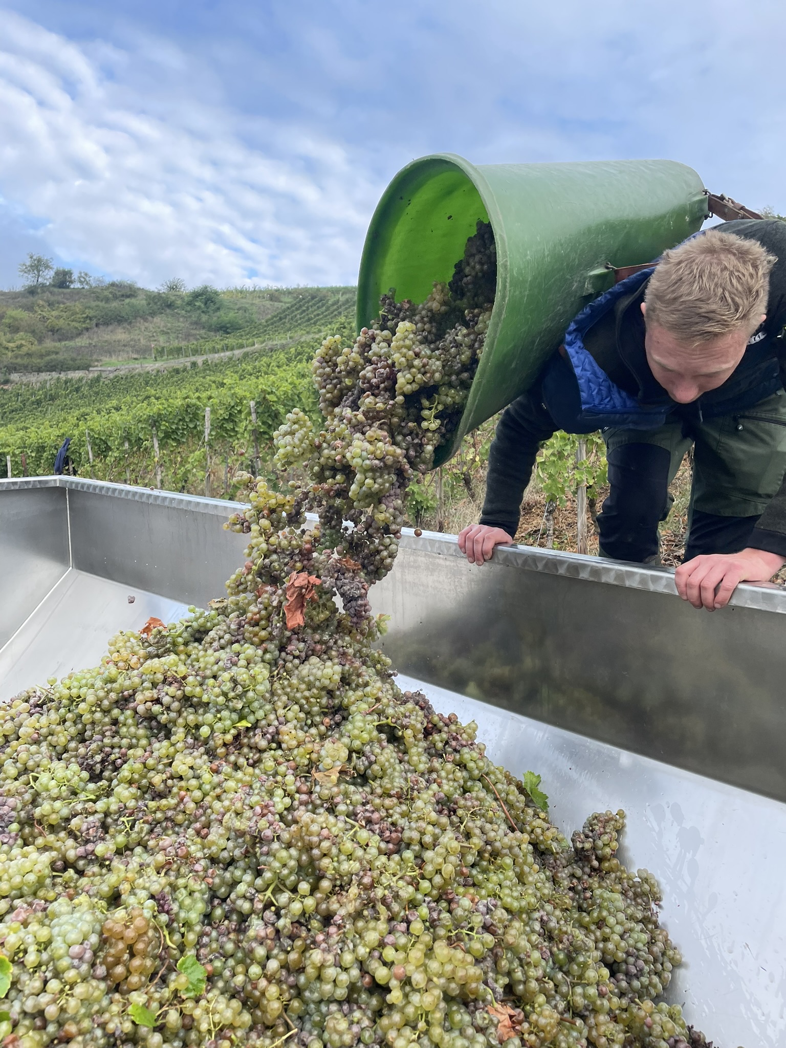 Frisch geerntete Weintrauben werden bei der Weinlese in einen Lesewagen gekippt.
