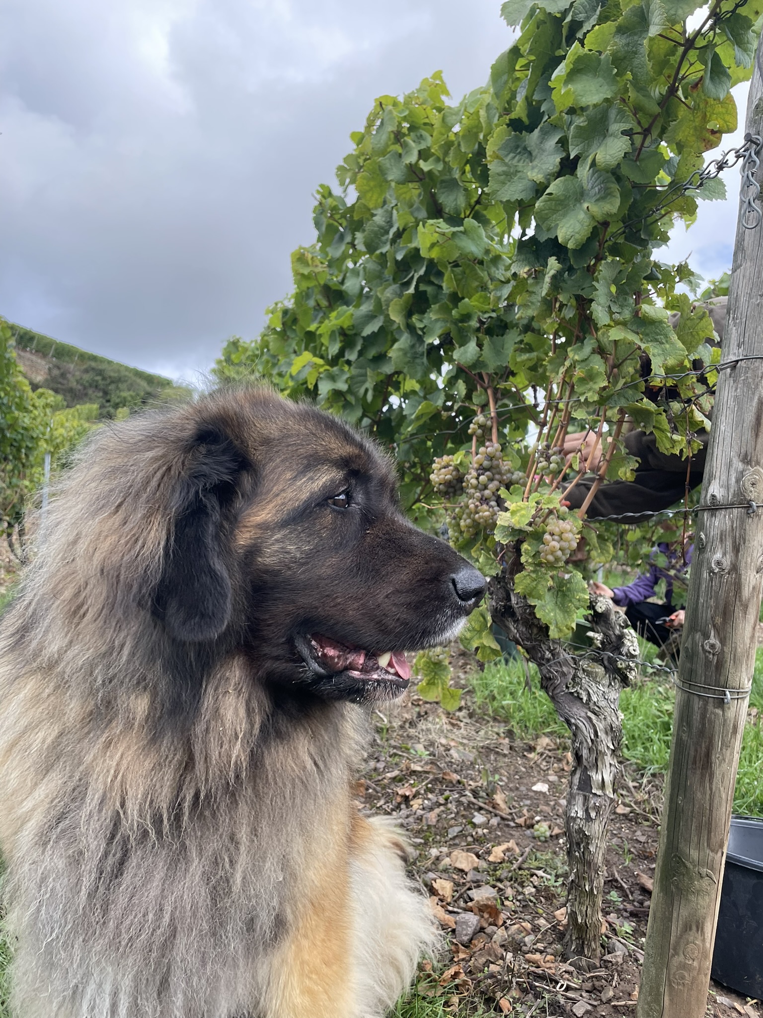 Leonberger vom Weingut Buchenländerhof sitzt zwischen den Weinreben im Weinberg