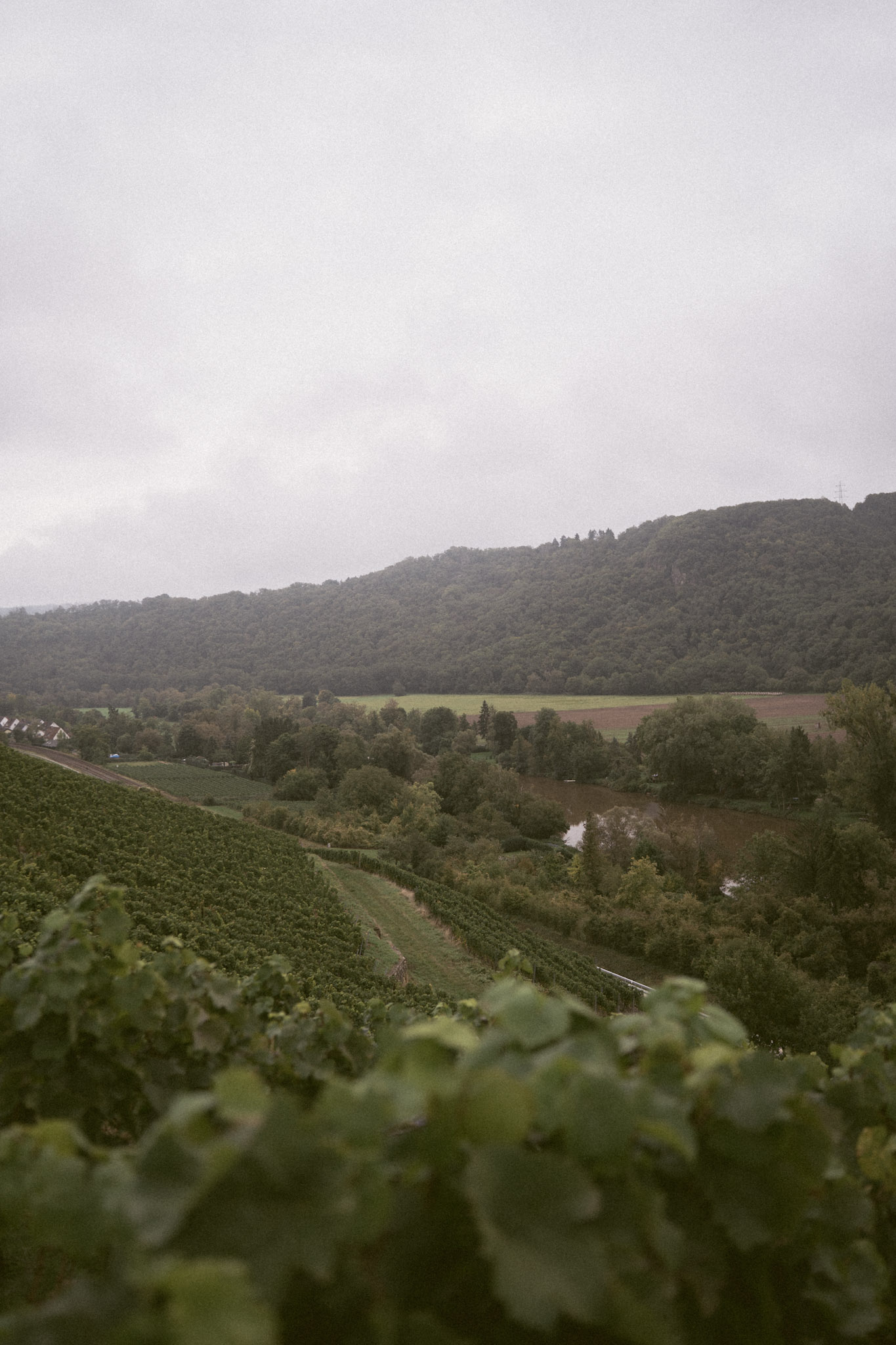 Weinberge und Landschaft im Nahetal bei Norheimmit Blick über die Reben.