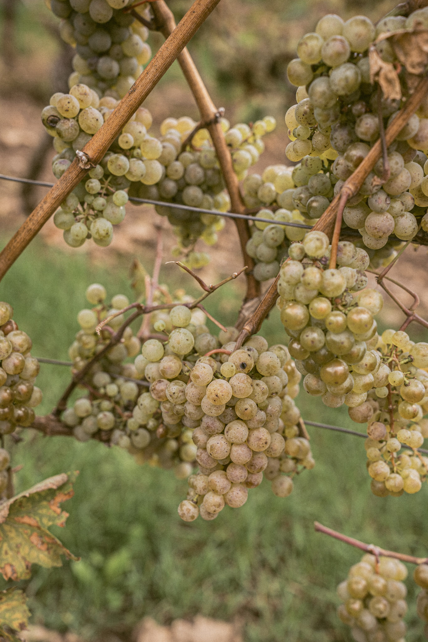 Perfekte, weiße Trauben an der Weinrebe