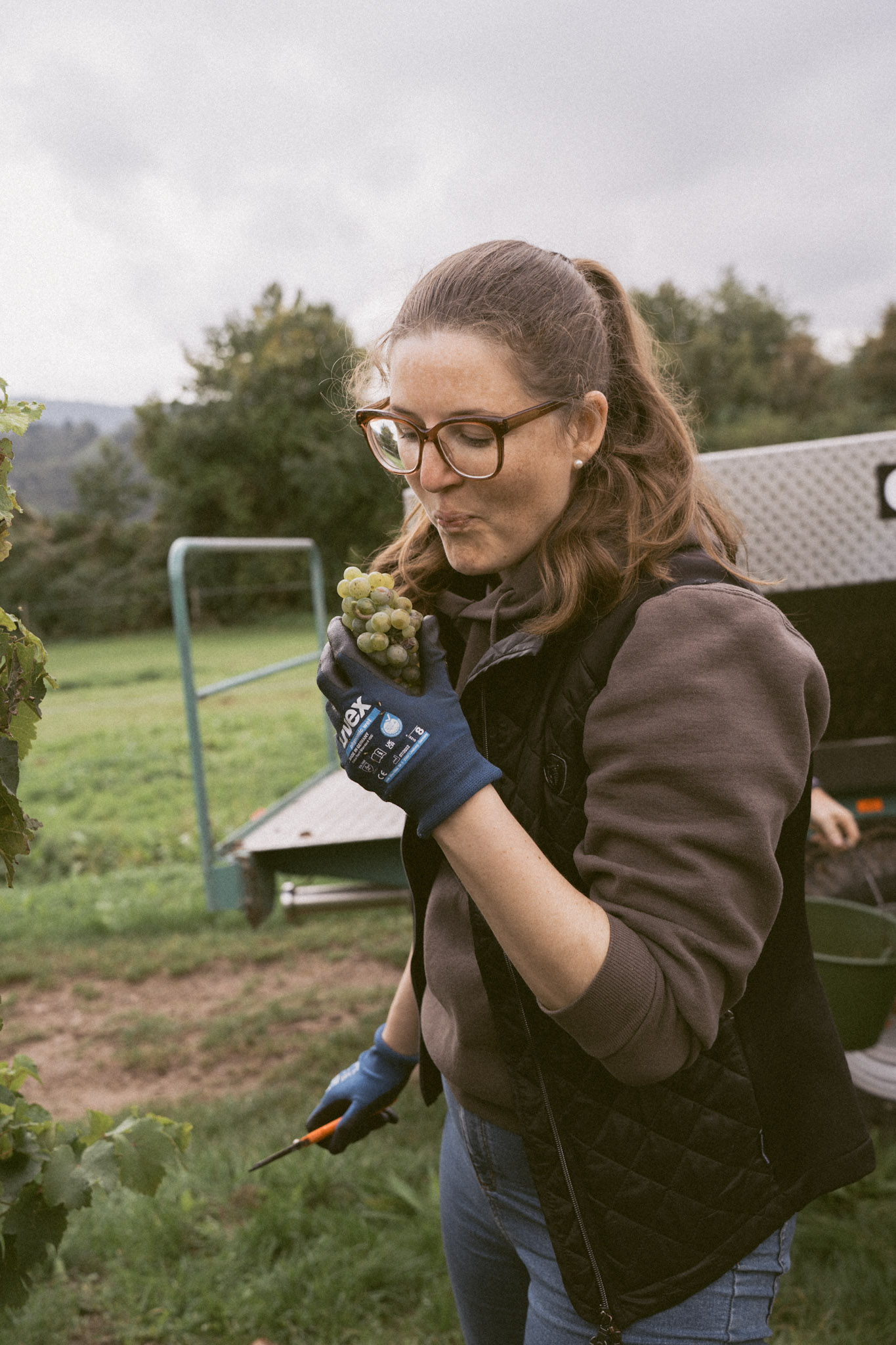 Saskia probiert Trauben im Weinberg während der Weinlese.