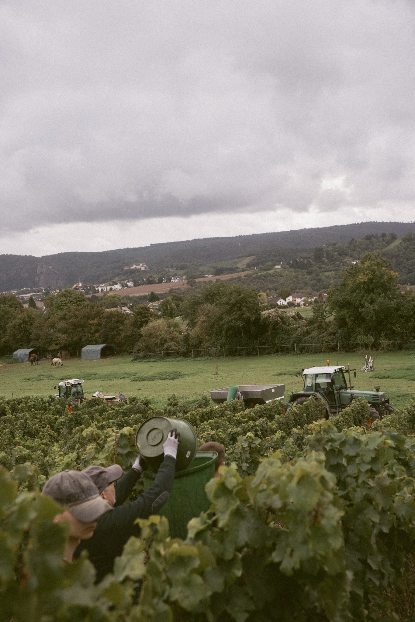 einlese im Weinberg mit Erntehelfern und Traktoren in der Rebenlandschaft.