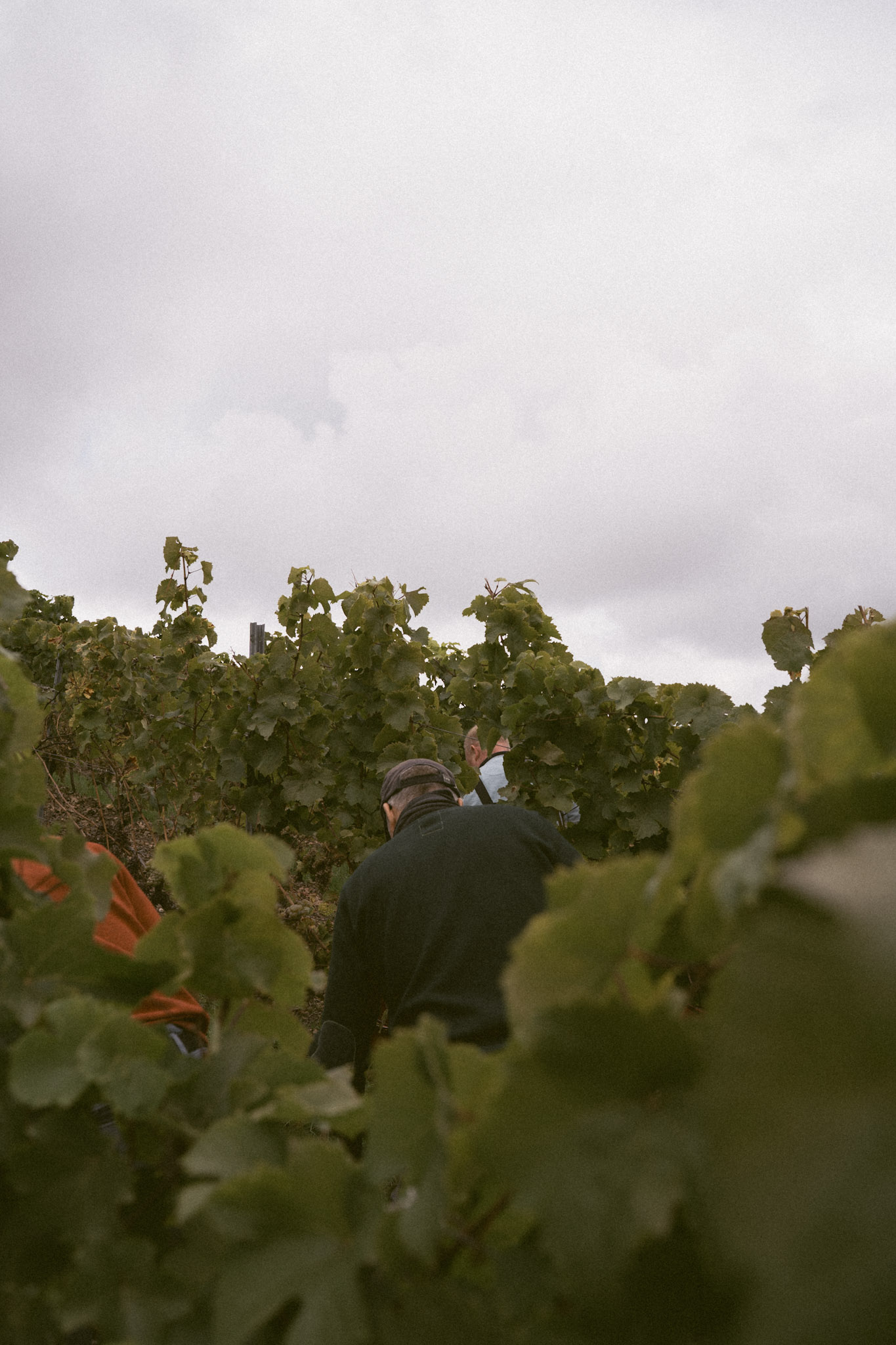 Arbeiter in der Handlese im Weinberg