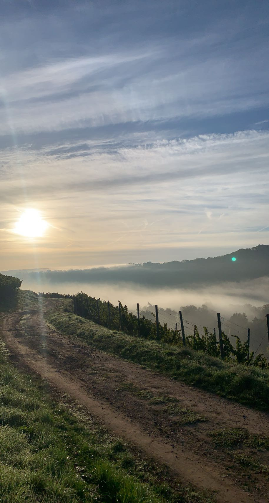 Sonnenaufgang über den Weinbergen im Nahetal mit Blick auf die Rebenlandschaft.