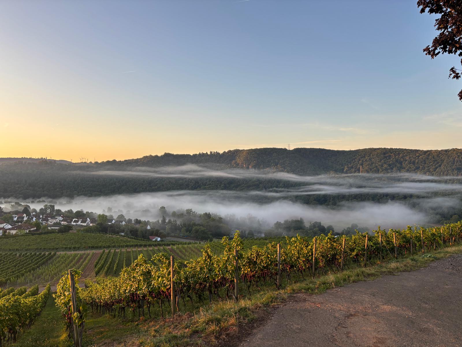Sonnenaufgang und Nebel über Norheim und den Weinbergen