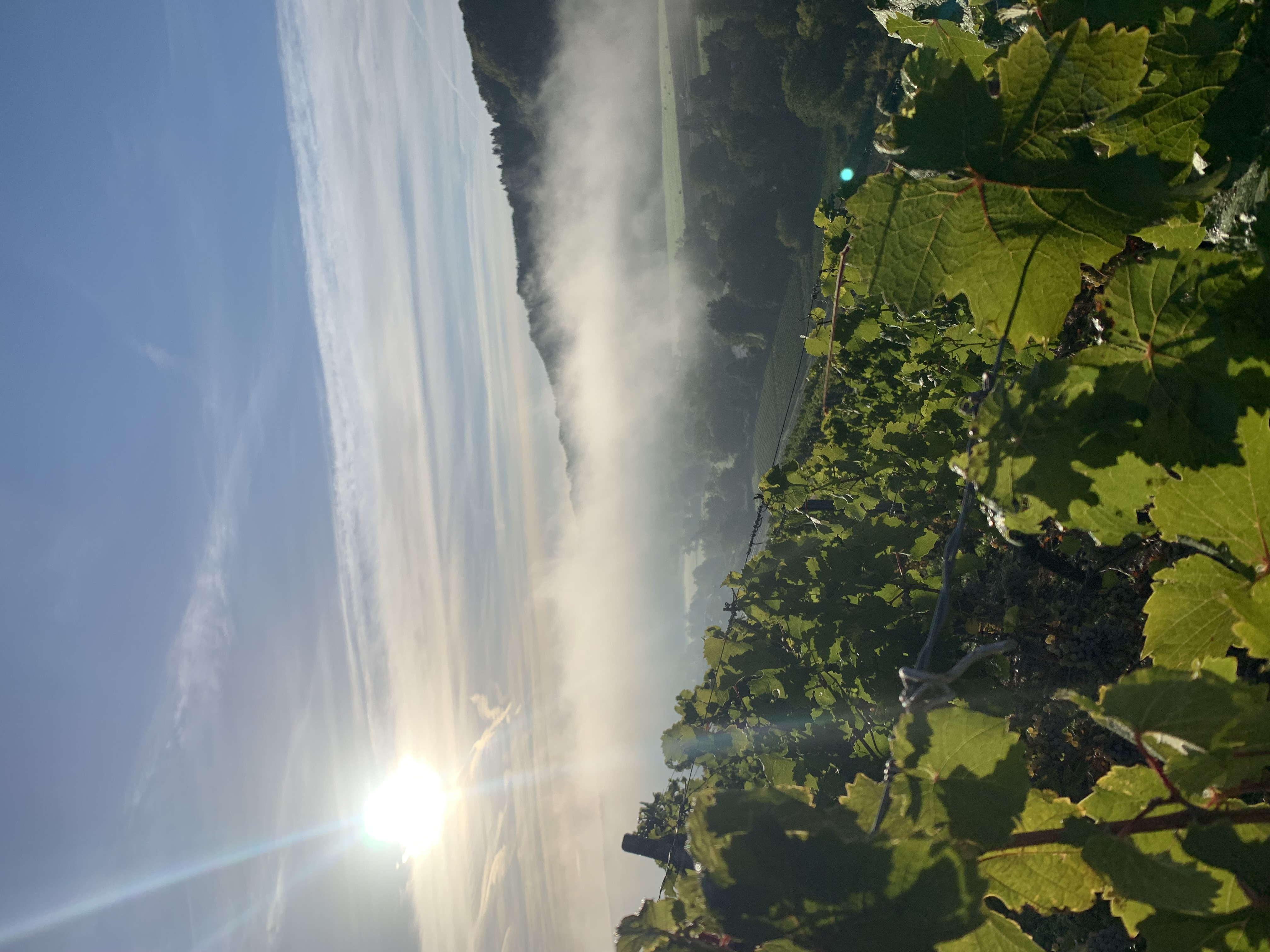 Sonnenaufgang über den Weinbergen im Nahetal mit Nebel über den Hügeln.
