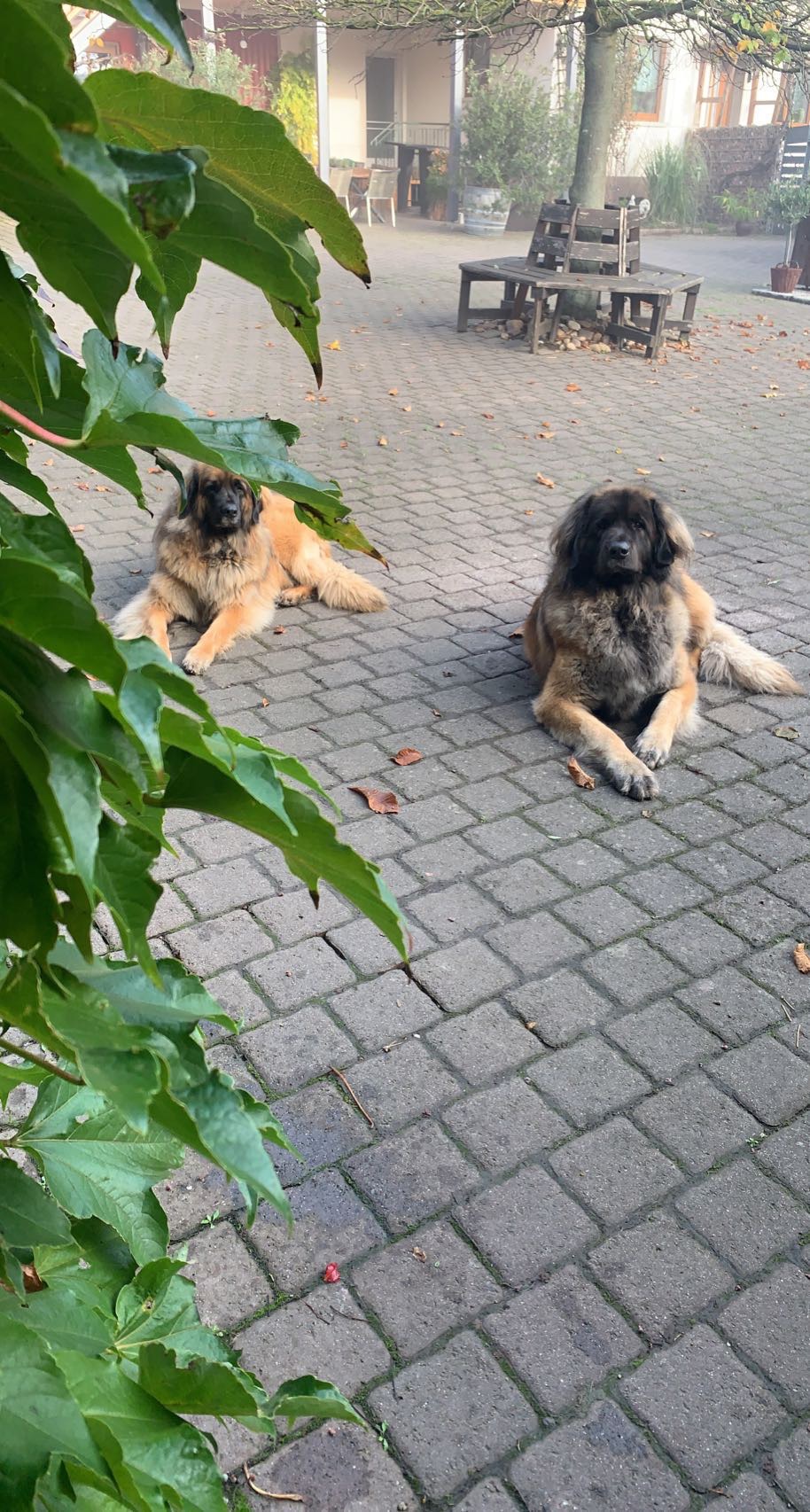 Zwei Hofhunde liegen im Hof