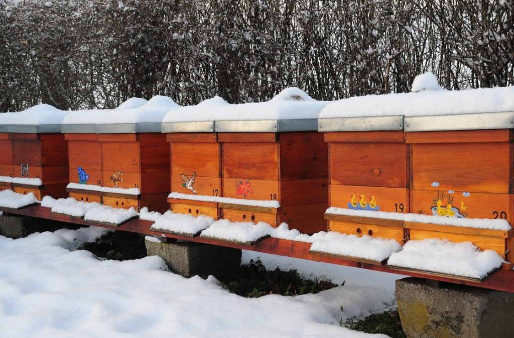 Bienen im Winter