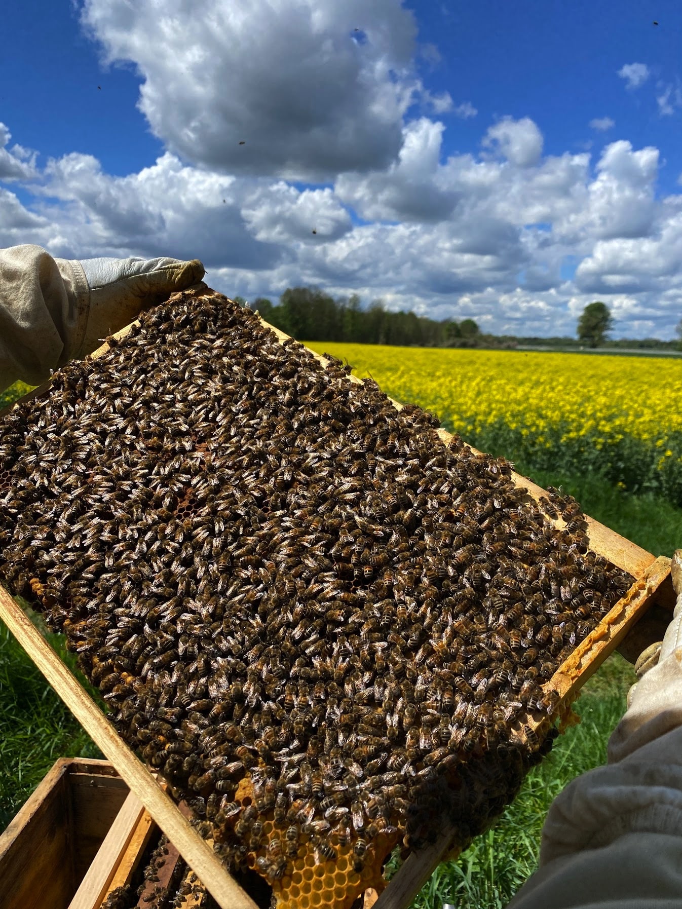 Honigbienen auf Rähmchen. Im Hintergrund Rapsfeld in Blüte
