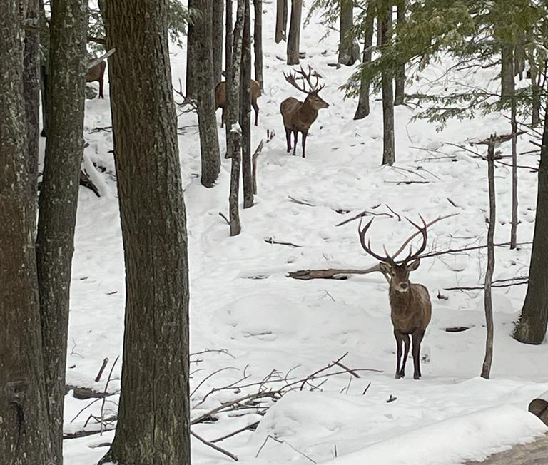 Photo cerfs